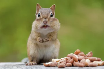 Wall murals Squirrel Chipmunk eating peanuts