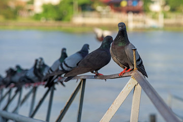 pigeons standing on handrail