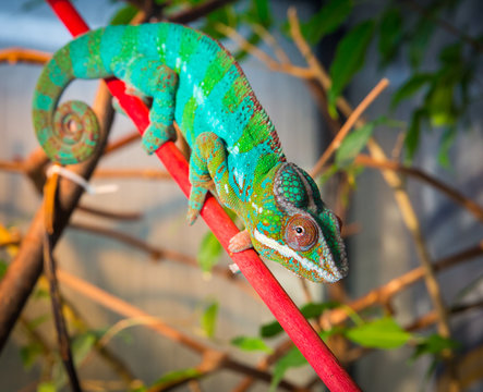 Bright and colorful chameleon sitting on a branch