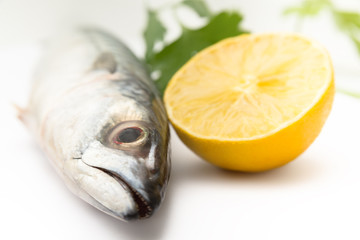 Sgombro fresco su fondo bianco