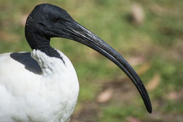 Australian White Ibis bird