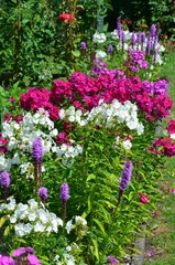 Phlox flowers colorful summer garden