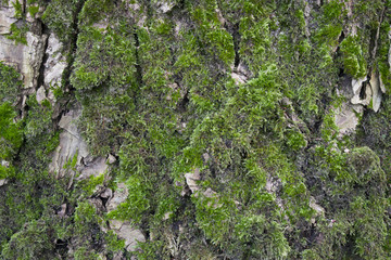 A detail of  a tree bark in the park near Rotterdam. 