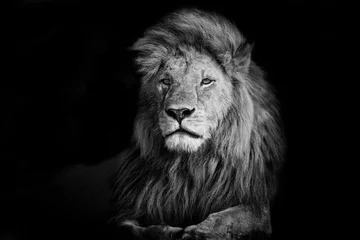 Fotobehang Voor haar Prachtige Lion Romeo 2 van Double Cross Pride in Masai Mara, Kenia