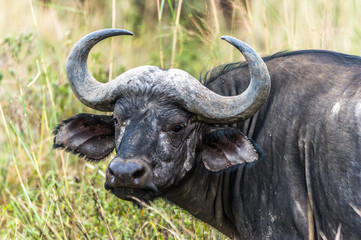 Naklejka premium Portrait eines Wasserbüffels