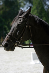 Side view portrait of a beautiful show jumping horse during work