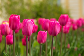 Pink tulips