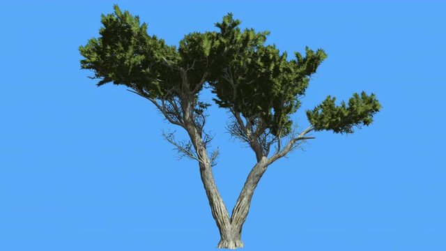Monterey Cypress Doubled Trunk Coniferous Evergreen Tree is Swaying at The Wind Green Scale-Like Leaves Hesperocyparis Macrocarpa Tree in Windy Day