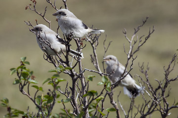 Chicks shrike on a branch of alder. Lena river. Yakutia. Russia.