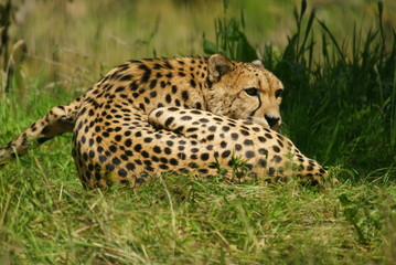 Gepard © dulak