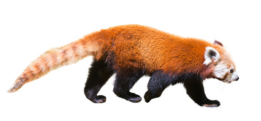 Fototapeta premium panda
