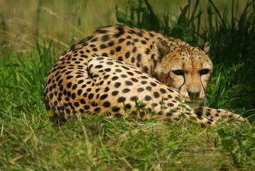 Gepard © dulak