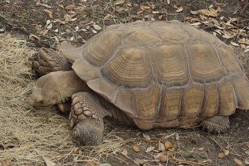Tortoise