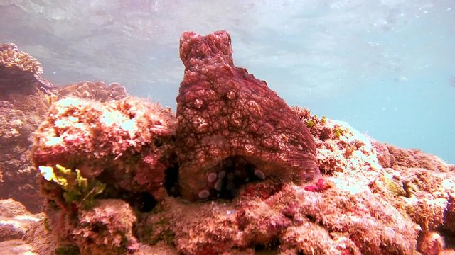 red octopus sits on a rock, rocking on the course watching trevally, then hides in his refuge, Indian Ocean, Hikkaduwa, Sri Lanka, South Asia
