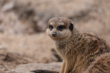 Erdmännchen 