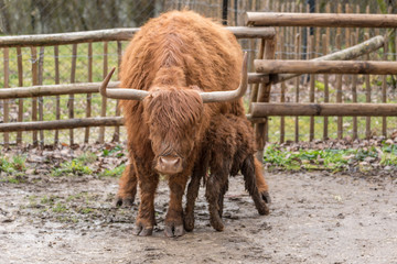 Hochlandrinder aus Schottland