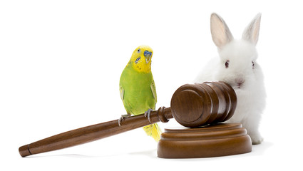 Justice for Animals
