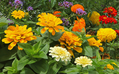 Zinnias oranges