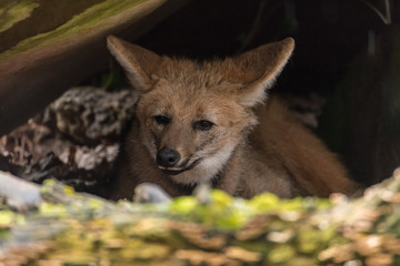 Mähnenwolf unter einem Stein