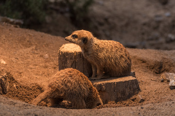Erdmännchen 