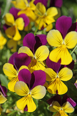 Viola cornuta