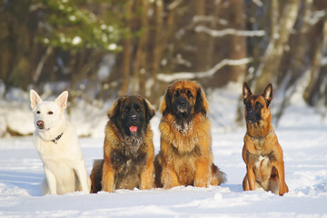 Group of dogs sitting on the snow: White Swiss Shepherd, two Leonbergers and Belgian Shepherd Malinois