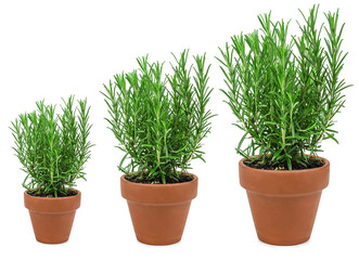 rosemary 3