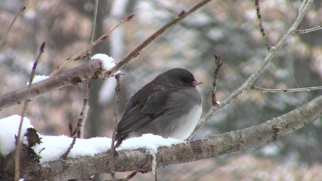 dark-eyed junco (Junco hyemalis) perched on cherry tree branch in snowy weather