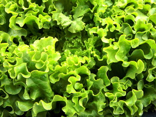 Frischer Salat, Kopfsalat, Nahaufnahme, Hintergrund