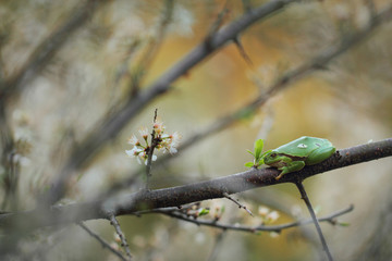 European tree frog ,Hyla arborea ,Rana arborea, 