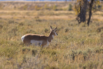 Pronghorn Antelope Doe 