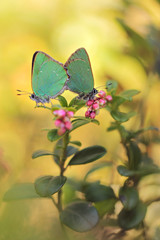 Closeup butterfly on flower