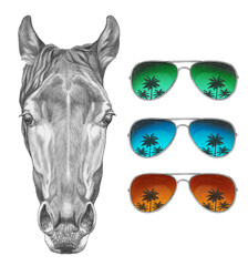 Portrait of Horse with glasses. Hand drawn illustration. © Victoria Novak
