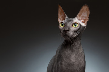 Closeup Portrait of Sphynx Cat Front view on Black