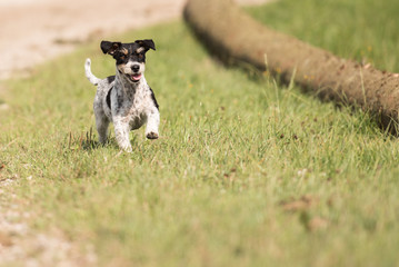 Rennender Jack Russell Terrier