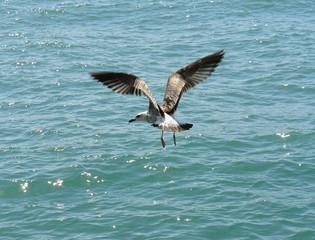 gabbiano in volo