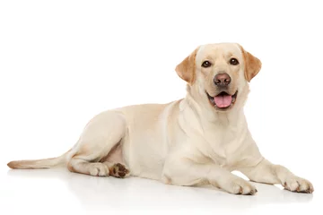 Abwaschbare Fototapete Hund Junger Labrador-Retriever