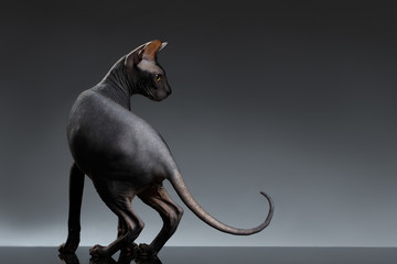 Sphynx Cat Stands and Looking back on Black