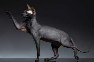 Funny Sphynx Cat Stands and Raising up paw on Black