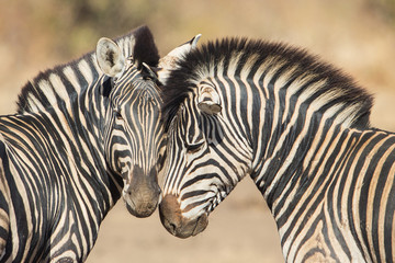 Kuscheln zwischen zwei Zebras, Krüger Park, Südafrika