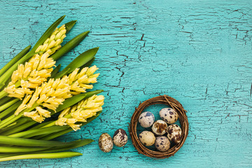 Easter composition. Yellow hyacinths and quail eggs on blue wooden table. Top view, copy space