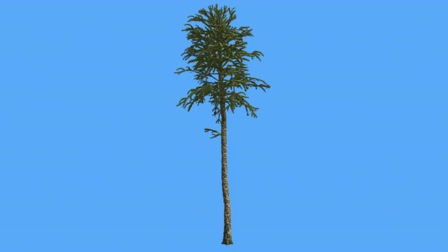 Monkey Puzzle Tree Thin Tree Scale-Like Triangular Leaves Branches on a Top Coniferous Evergreen Tree is Swaying at The Wind Green Tree in Windy Day