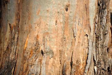 Fondo y textura, corteza del eucalipto