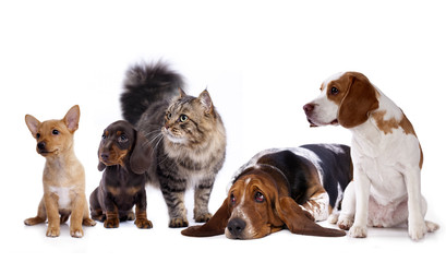 cat and dog, dachshund puppy chocolate color and cat © liliya kulianionak