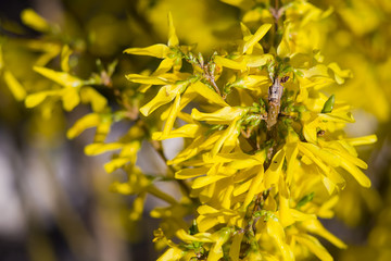 Forsythia blossom in early spring