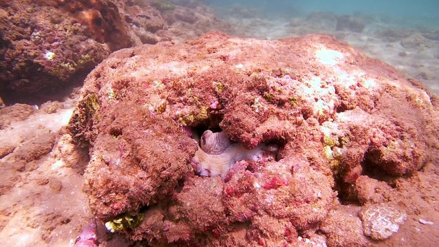 Cyane's octopus (Octopus cyanea) comes out of his cave and sits on a stone (top view), Indian Ocean, Hikkaduwa, Sri Lanka, South Asia
