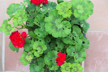 Aerial view at caterpillar damage pelargonium in pot on terrace