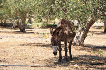 Esel unter Olivenbaum auf der Insel Kreta