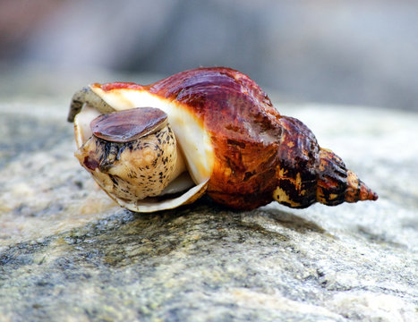 Marine snail on stone