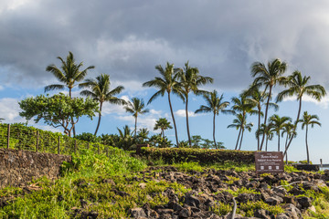 Palm trees on the Lava Fields